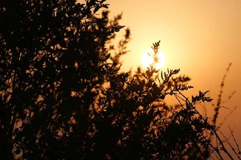 Close-up tree against a setting sun Fotos de archivo