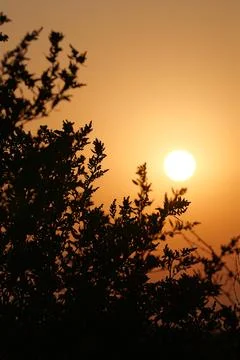 Close-up tree against a setting sun Fotos de archivo