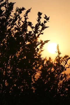 Close-up tree against a setting sun Fotos de archivo