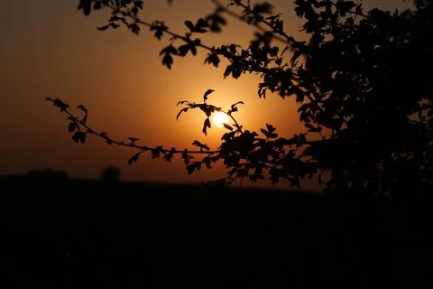 Close-up tree against a setting sun Fotos de archivo