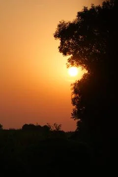 Close-up tree against a setting sun Fotos de archivo