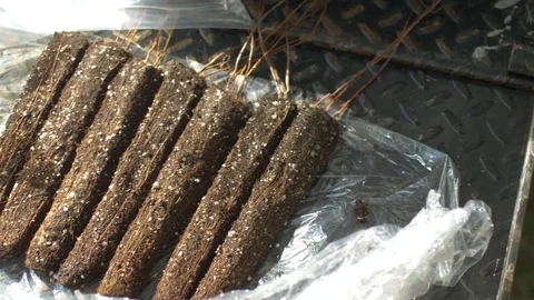 Close up of tree and plant seedlings Stockbeeldmateriaal 77068041