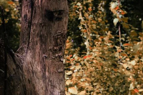Close up of tree in an Autumn Forest Stock Photos