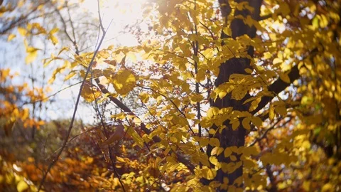 Close up for a tree with autumn leaves, sunlight passing through the leaves Video stock 124076116