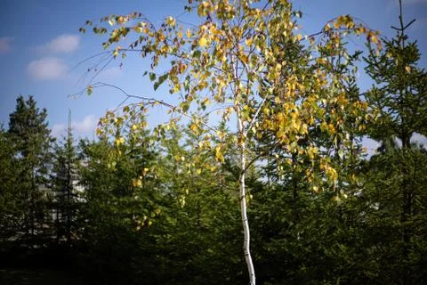 Close up of a tree in autumn Stock Photos