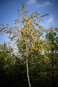 Close up of a tree in autumn Stock Photos