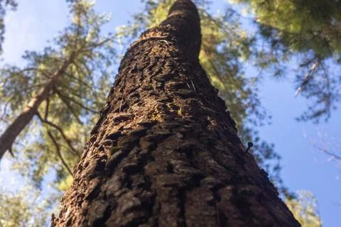 Close-up of Tree Bark Against Blue Sky Fotos de archivo
