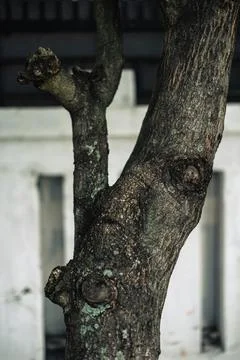 Close up of tree bark and branches Foto stock