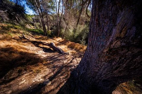 Close-Up of Tree Bark and Fallen Log in Benidorm Woods 库存照片