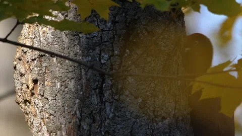 Close-up of tree bark and yellow leaves in autumn forest, Southern Urals, Russia Stock Footage 325464814