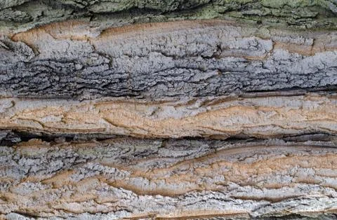 Close-up of tree bark background texture Stock Photos