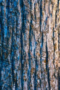 Close-Up of Tree Bark with Blue and Brown Coloration – Nature Texture Stock Photos
