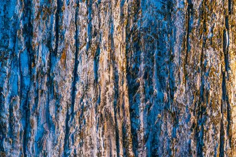 Close-Up of Tree Bark with Blue and Golden Light Accents Stock Photos