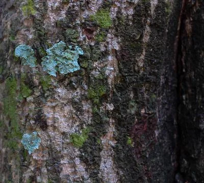 Close-up of a tree bark with blue, green and red colored fungus. Stock Photos