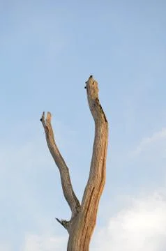 Close-up of a tree bark with blue sky Stock Photos