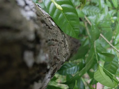 Close up of tree bark with blurred green foliage background Stock Photos