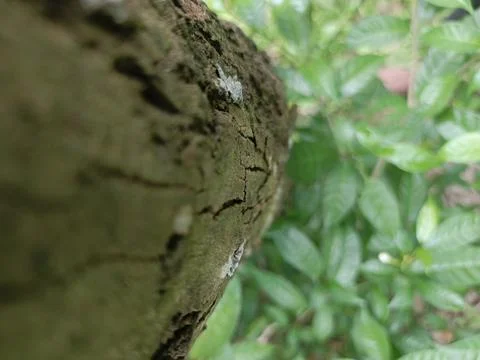 Close up of tree bark with blurred green foliage background Stock Photos
