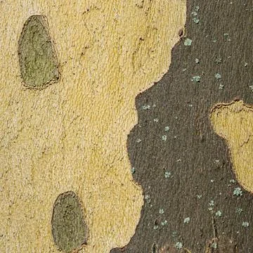 Close-Up of Tree Bark with Contrasting Yellow and Dark Green Patches Fotos de archivo