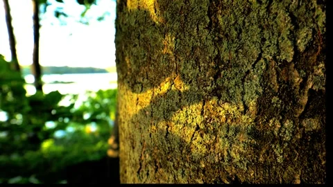 Close-Up Tree Bark Covered in Lichen by a Lake Shore, Late Summer Video stock 346767007