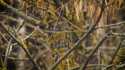 Close-up of tree bark covered with moss in autumn. Stock Footage 136705621