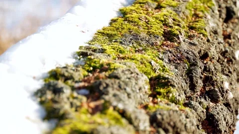Close-up of a tree bark covered with moss and snow. Winter. Video stock 298832793