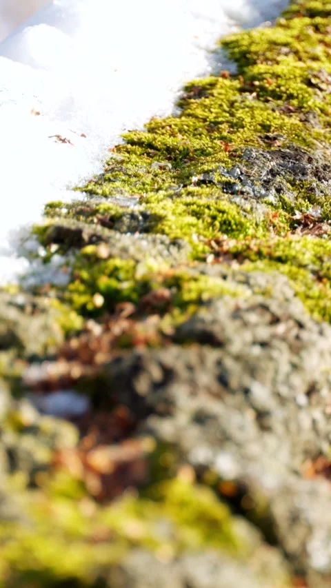 Close-up of a tree bark covered with moss and snow. Winter. Stock Footage 299976282