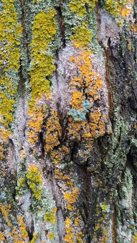 Close-up of tree bark covered with moss Video stock 321615224