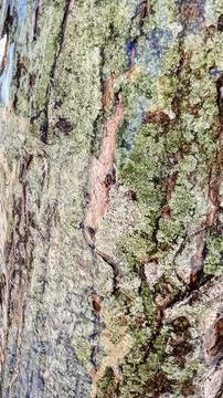 Close-up of a tree bark covered with a transparent layer of ice and frozen .. Stock Photos