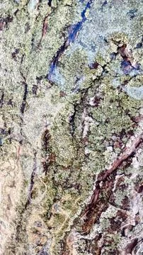 Close-up of a tree bark covered with a transparent layer of ice and frozen .. Stock Photos
