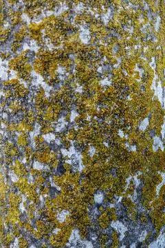 Close-up of Tree Bark Covered in Yellow and Grey Lichen Stock Photos