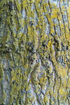 Close-Up Of Tree Bark Covered With Yellow Lichen Texture Stock Photos