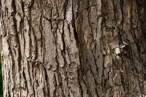 A close up of a tree bark with a crack in the bark. Stock Photos