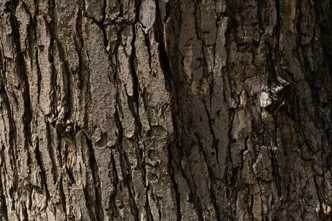 A close up of a tree bark with a crack in the bark. Stock Photos
