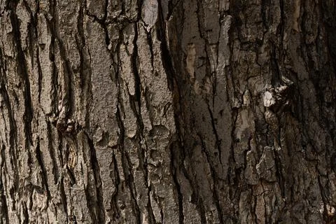 A close up of a tree bark with a crack in the bark. Stock Photos