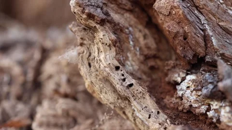 Close-up of tree bark damaged by bark beetles. Numerous tiny holes and frayed wo Stock Footage 306007949