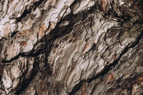 Close up of tree bark with deep cracks Stock Photos