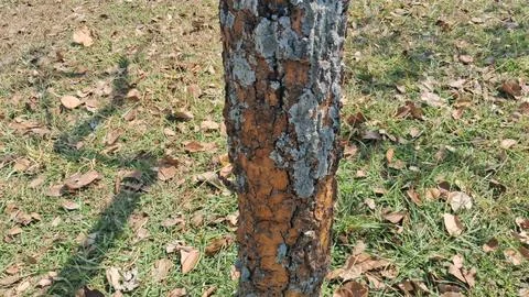 Close-up of tree bark with deep cracks and texture. Natural wood surface showing Stock Photos