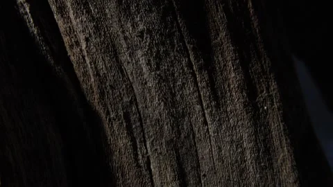 Close-up of Tree Bark with Deep Shadows Stock Footage 289083599