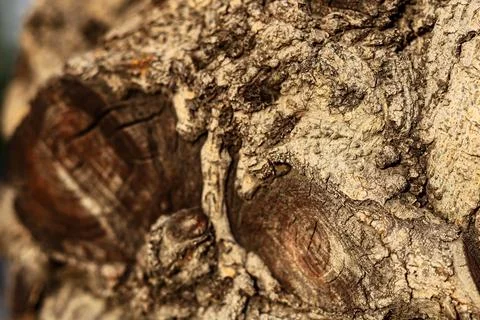 Close-up of tree bark with embedded knots and light soil buildup around cracks. Stock Photos