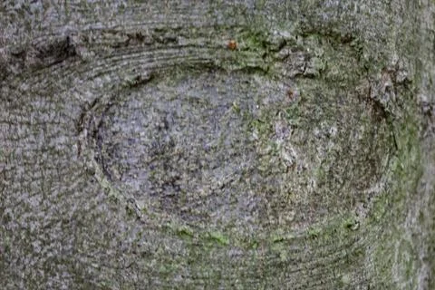 Close-Up of Tree Bark with Eye-Like Pattern Stock Photos