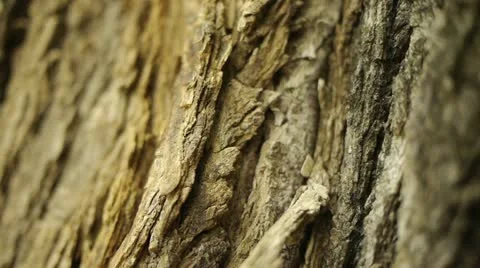 Close up of Tree Bark Stock Footage