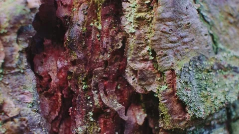 Close up of tree bark Stock Footage 157593572