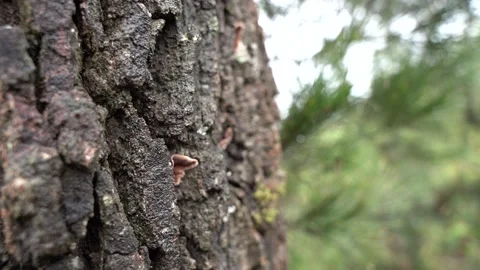 Close up of tree bark Stock Footage 172429037
