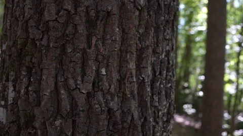 Close Up Tree Bark in Forest Detailed View Stock Footage 252598839