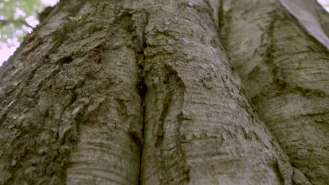 Close-up of tree bark in forest during daytime, highlighting texture Vidéo 275423343