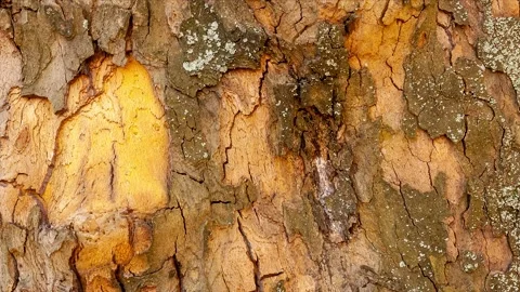 Close up of tree bark in the forest in natural sunlight Stock Footage 170135135