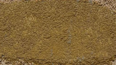 Close up of tree bark in the forest in natural sunlight Stock Footage 170161885