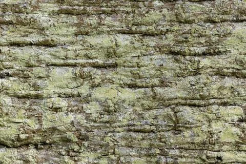 Close-up of tree bark with green algae and ridges for backgrounds or textures Stock Photos
