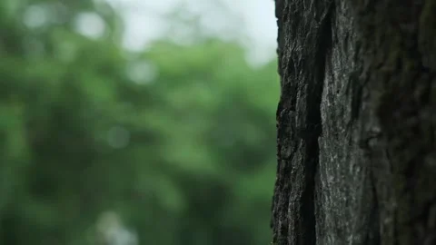 Close-up of tree bark, green bokeh background, heavy rain in park, summer downpo Video stock 277643173