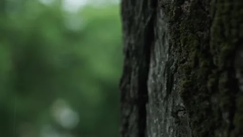 Close-up of tree bark, green bokeh background, heavy rain in park, summer downpo Stock Footage 277643175